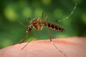 Yellow Fever Mosquito Immunize LA